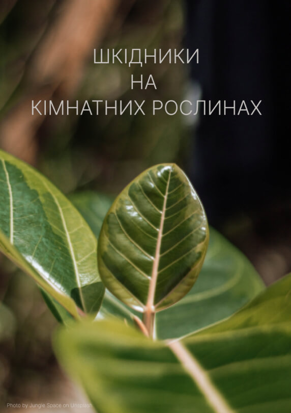 Великий гайд про шкідників на кімнатних рослинах